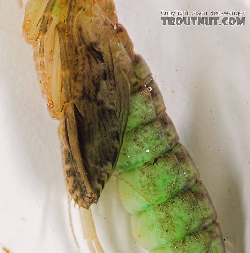 Rhyacophila (Green Sedges) Caddisfly Pupa from the Long Lake Branch of the White River in Wisconsin