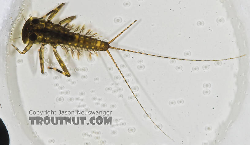 Heptagenia pulla (Golden Dun) Mayfly Nymph from the Long Lake Branch of the White River in Wisconsin