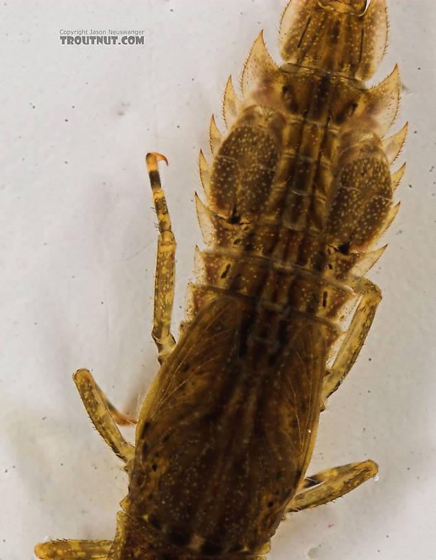 Eurylophella temporalis (Chocolate Dun) Mayfly Nymph from the Marengo River in Wisconsin