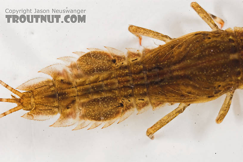 Eurylophella temporalis (Chocolate Dun) Mayfly Nymph from the Marengo River in Wisconsin
