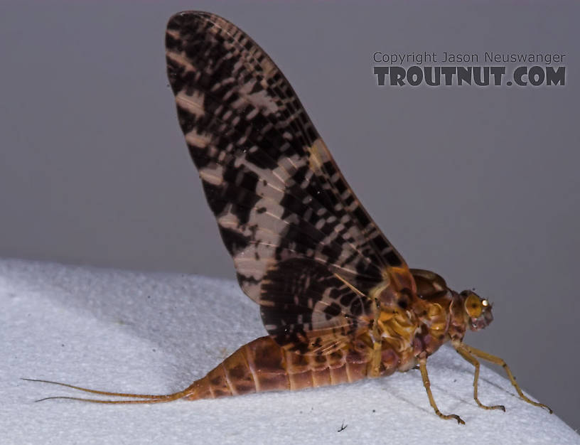 Female Baetisca laurentina (Armored Mayfly) Mayfly Dun from the Marengo River in Wisconsin