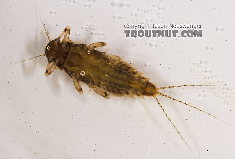 Caenis (Angler's Curses) Mayfly Nymph from the Marengo River in Wisconsin