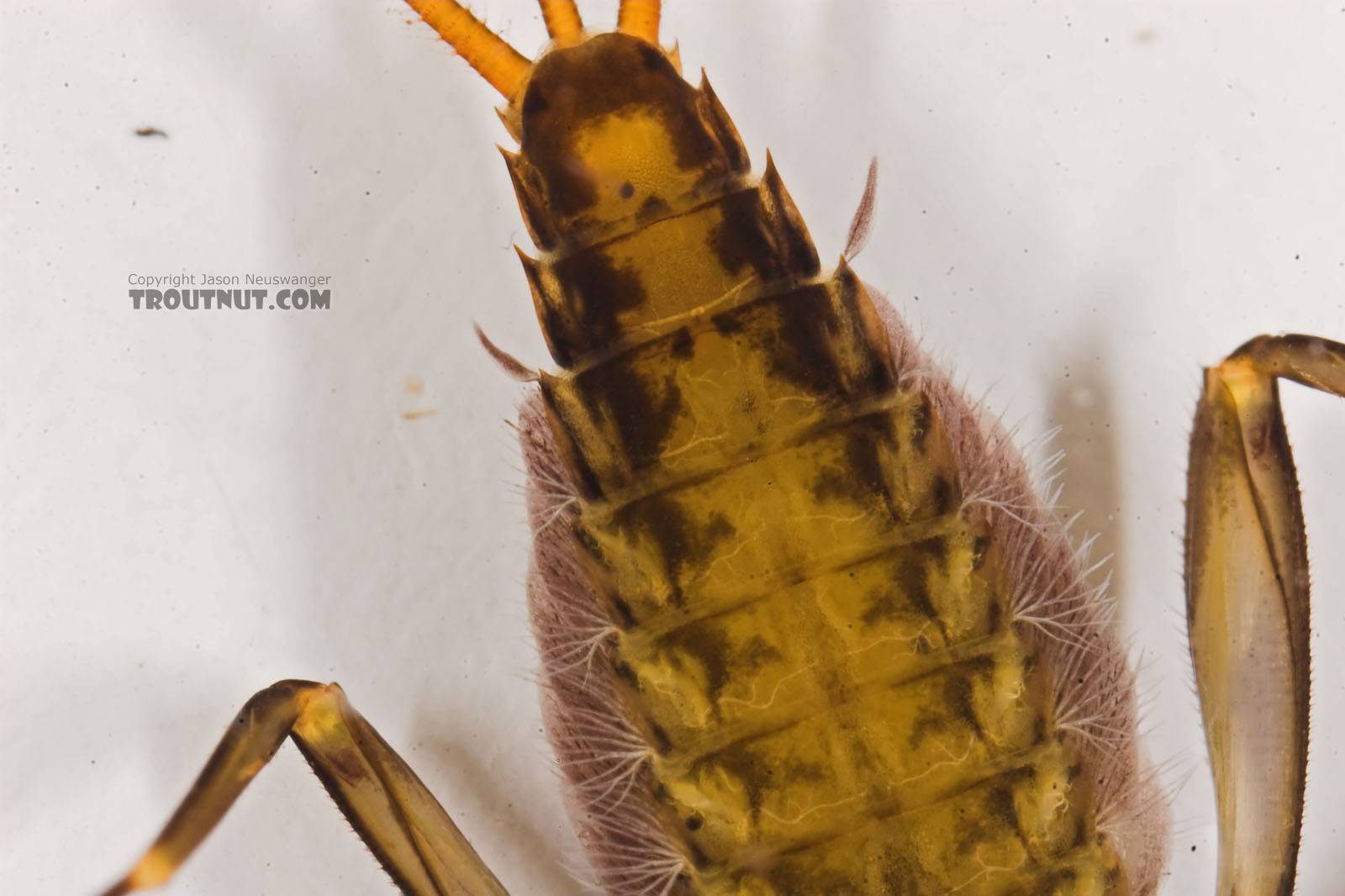 Stenacron interpunctatum (Light Cahill) Mayfly Nymph from the Marengo River in Wisconsin