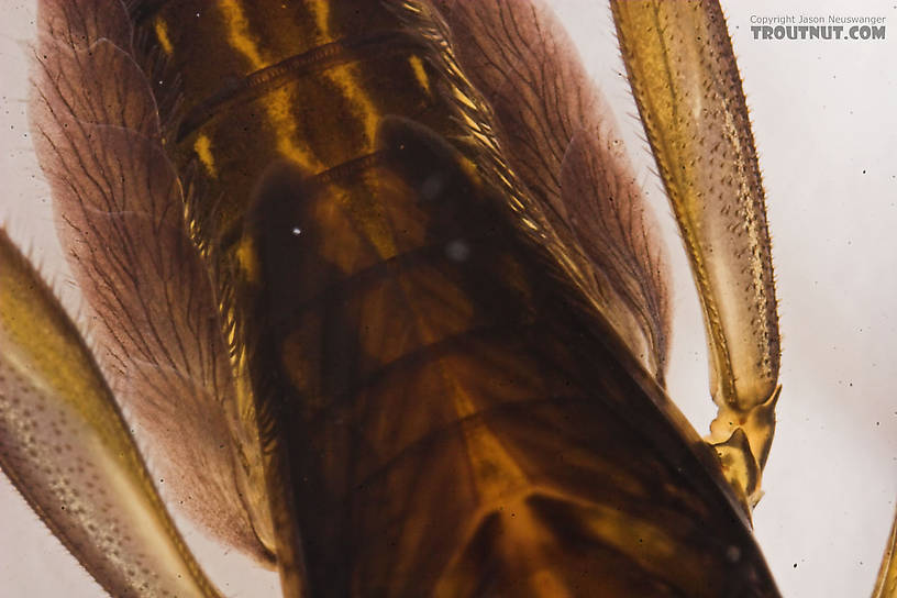 Stenacron interpunctatum (Light Cahill) Mayfly Nymph from the Marengo River in Wisconsin