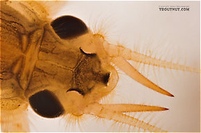 Hexagenia limbata (Hex) Mayfly Nymph