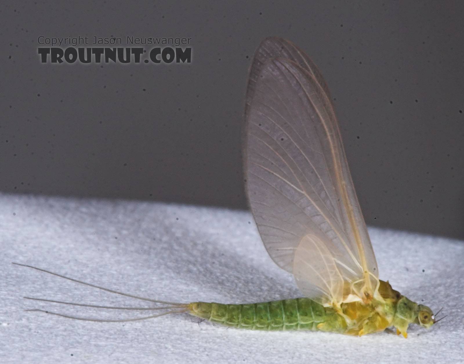 Female Attenella attenuata (Small Eastern Blue-Winged Olive) Mayfly Dun from the Namekagon River in Wisconsin