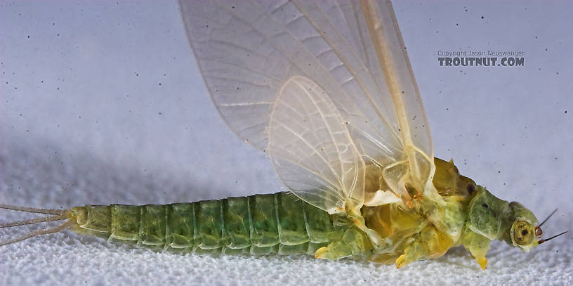 Female Attenella attenuata (Small Eastern Blue-Winged Olive) Mayfly Dun from the Namekagon River in Wisconsin