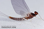 Male Neoleptophlebia mollis (Jenny Spinner) Mayfly Dun