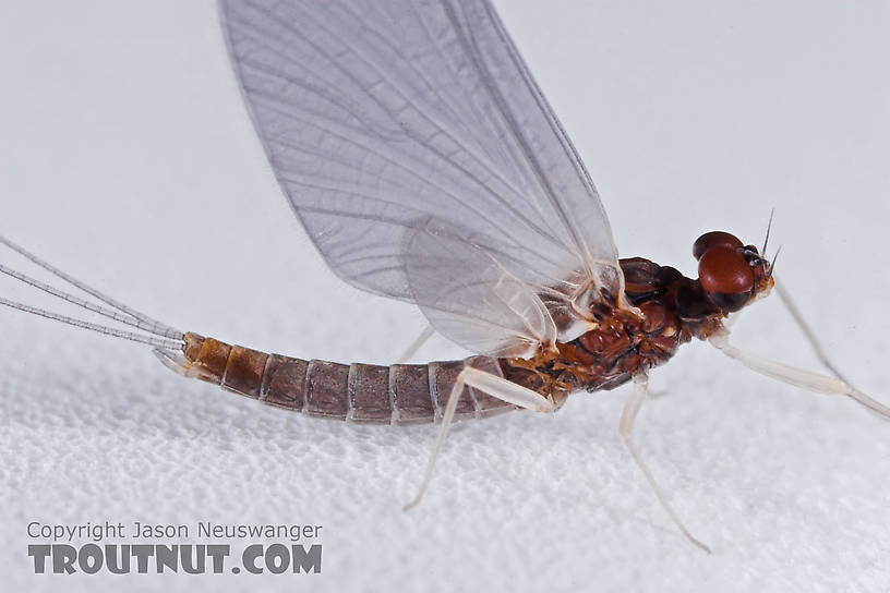 Male Neoleptophlebia mollis (Jenny Spinner) Mayfly Dun from the Namekagon River in Wisconsin