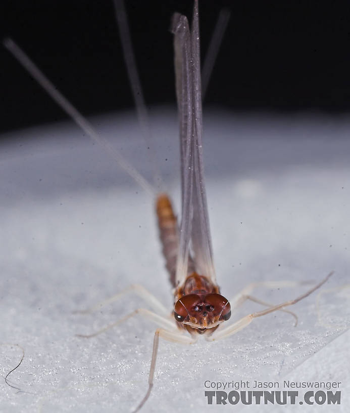 Male Neoleptophlebia mollis (Jenny Spinner) Mayfly Dun from the Namekagon River in Wisconsin