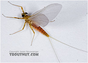 Female Epeorus vitreus (Sulphur) Mayfly Dun