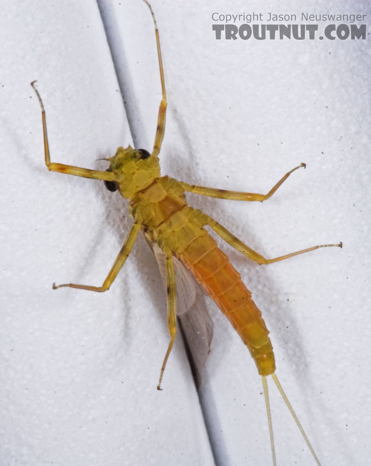 Female Epeorus vitreus (Sulphur) Mayfly Dun from the Namekagon River in Wisconsin