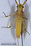 Female Maccaffertium (March Browns and Cahills) Mayfly Dun