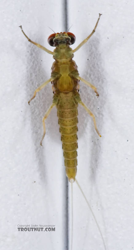 Male Attenella attenuata (Small Eastern Blue-Winged Olive) Mayfly Dun from the Namekagon River in Wisconsin