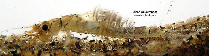 Ephemera simulans (Brown Drake) Mayfly Nymph from the Namekagon River in Wisconsin
