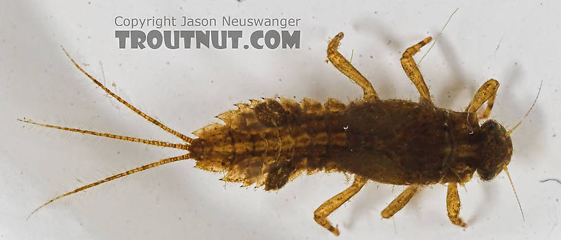 Eurylophella (Chocolate Duns) Mayfly Nymph from the Namekagon River in Wisconsin