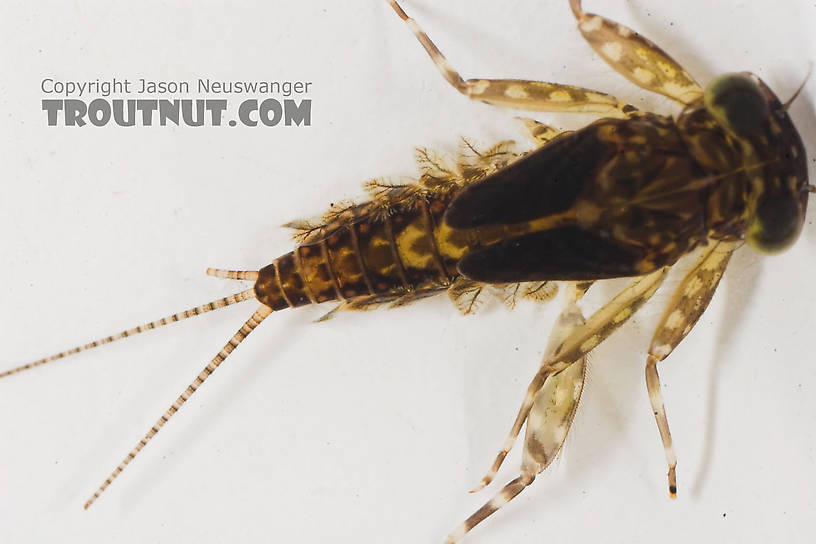 Leucrocuta hebe (Little Yellow Quill) Mayfly Nymph from the Bois Brule River in Wisconsin