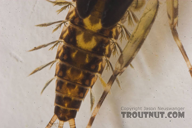 Leucrocuta hebe (Little Yellow Quill) Mayfly Nymph from the Bois Brule River in Wisconsin