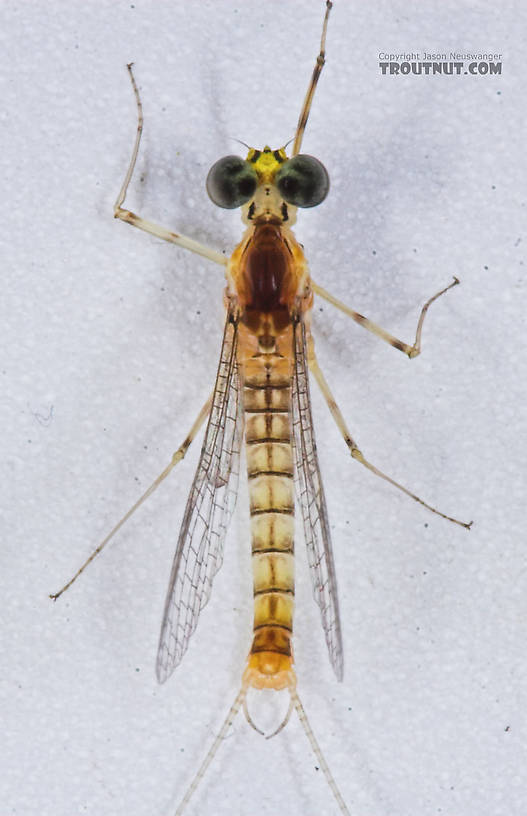 Male Stenacron interpunctatum (Light Cahill) Mayfly Spinner from the Namekagon River in Wisconsin