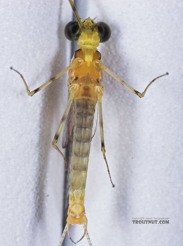 Male Stenacron interpunctatum (Light Cahill) Mayfly Spinner from the Namekagon River in Wisconsin
