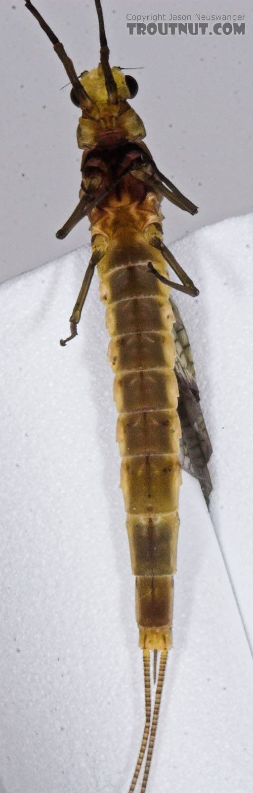 Female Hexagenia limbata (Hex) Mayfly Dun from the Namekagon River in Wisconsin