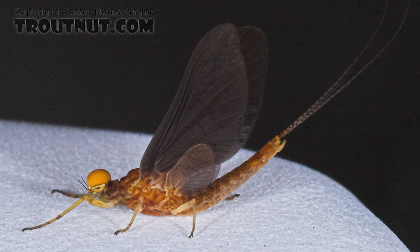 Male Eurylophella (Chocolate Duns) Mayfly Dun from the Teal River in Wisconsin