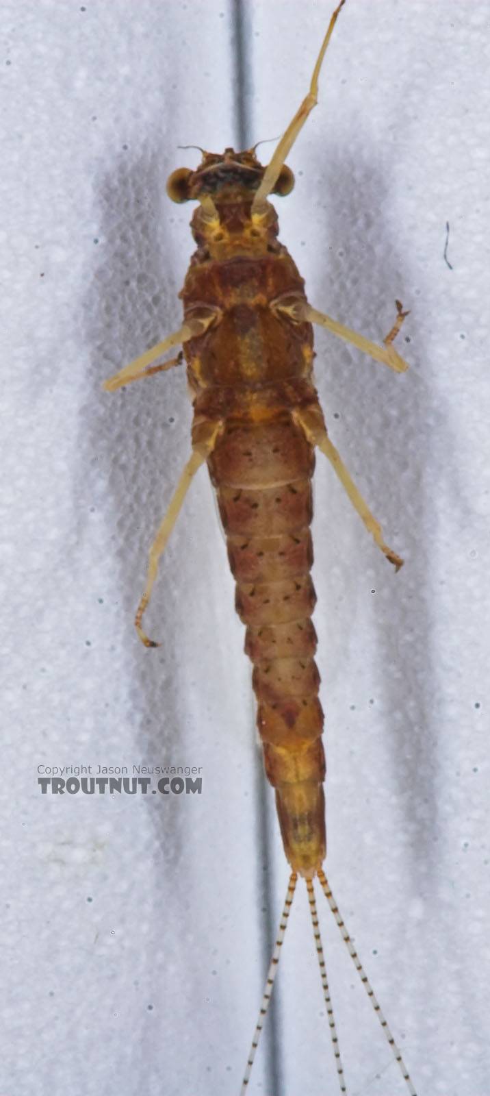 Female Eurylophella (Chocolate Duns) Mayfly Spinner from the Teal River in Wisconsin