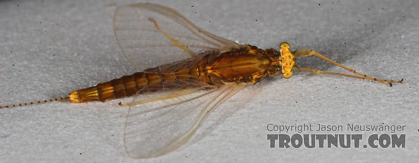 Female Eurylophella (Chocolate Duns) Mayfly Spinner from the Namekagon River in Wisconsin
