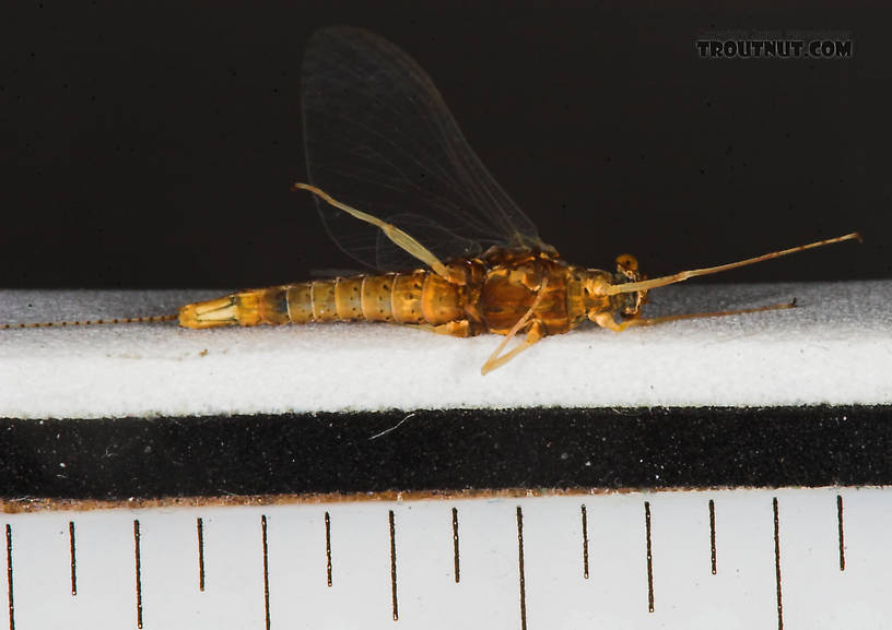 Female Eurylophella (Chocolate Duns) Mayfly Spinner from the Namekagon River in Wisconsin