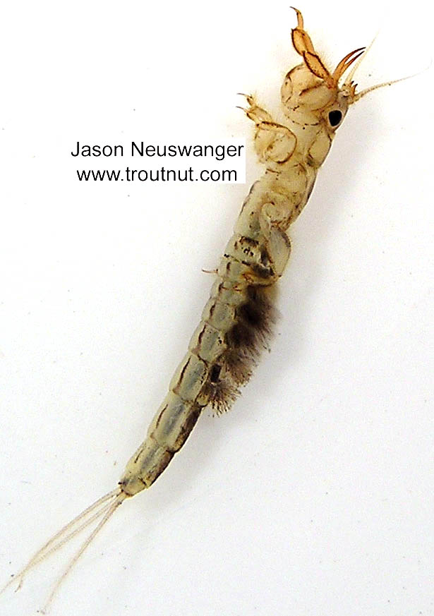 Ephemera simulans (Brown Drake) Mayfly Nymph from the Bois Brule River in Wisconsin