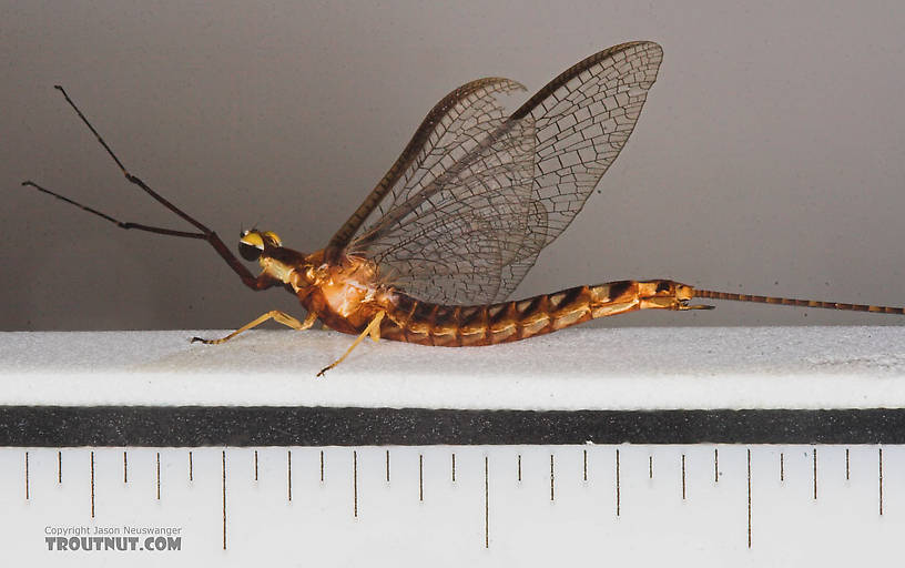 Male Hexagenia limbata (Hex) Mayfly Spinner from Atkins Lake in Wisconsin