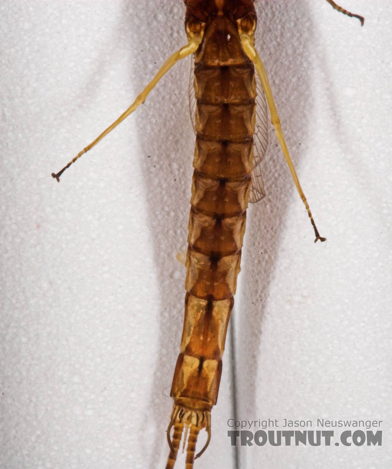 Male Hexagenia limbata (Hex) Mayfly Spinner from Atkins Lake in Wisconsin