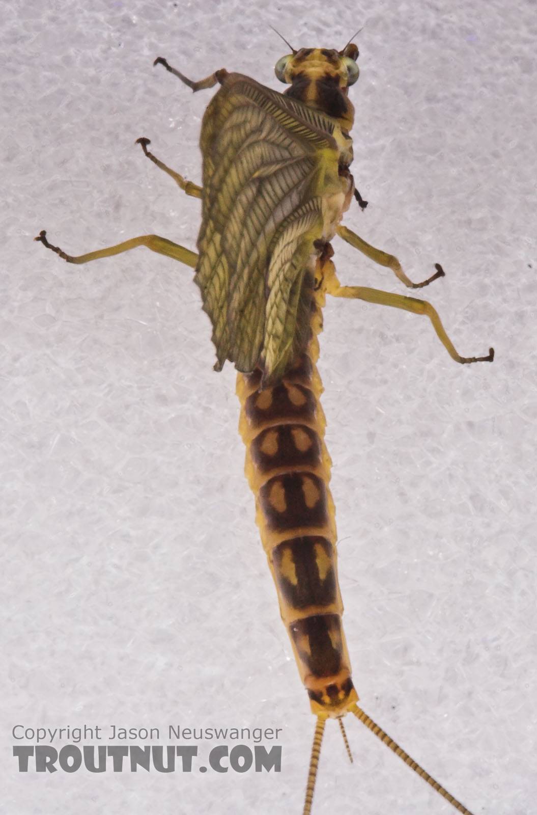 Female Hexagenia limbata (Hex) Mayfly Dun from the White River in Wisconsin