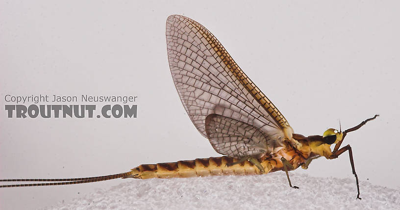 Male Hexagenia limbata (Hex) Mayfly Dun from the White River in Wisconsin