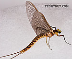 Male Hexagenia limbata (Hex) Mayfly Dun from the White River in Wisconsin