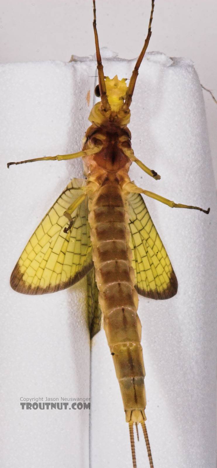 Female Hexagenia limbata (Hex) Mayfly Dun from the White River in Wisconsin