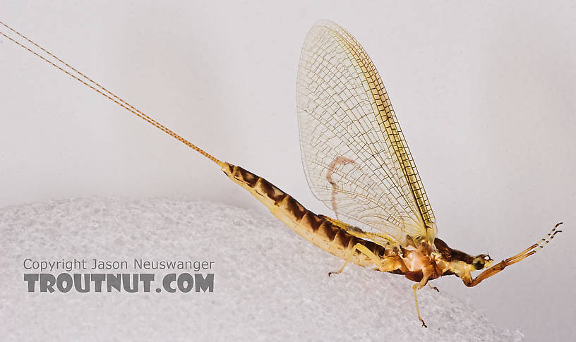 Female Hexagenia limbata (Hex) Mayfly Spinner from the White River in Wisconsin