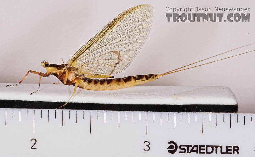 Female Hexagenia limbata (Hex) Mayfly Spinner from the White River in Wisconsin