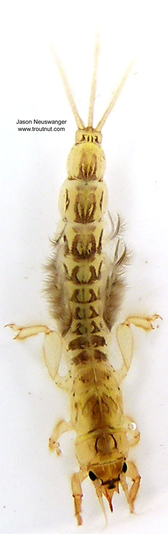 I caught the gills in just the right position on this one to show the abdominal markings between them.  Ephemera simulans (Brown Drake) Mayfly Nymph from unknown in Wisconsin