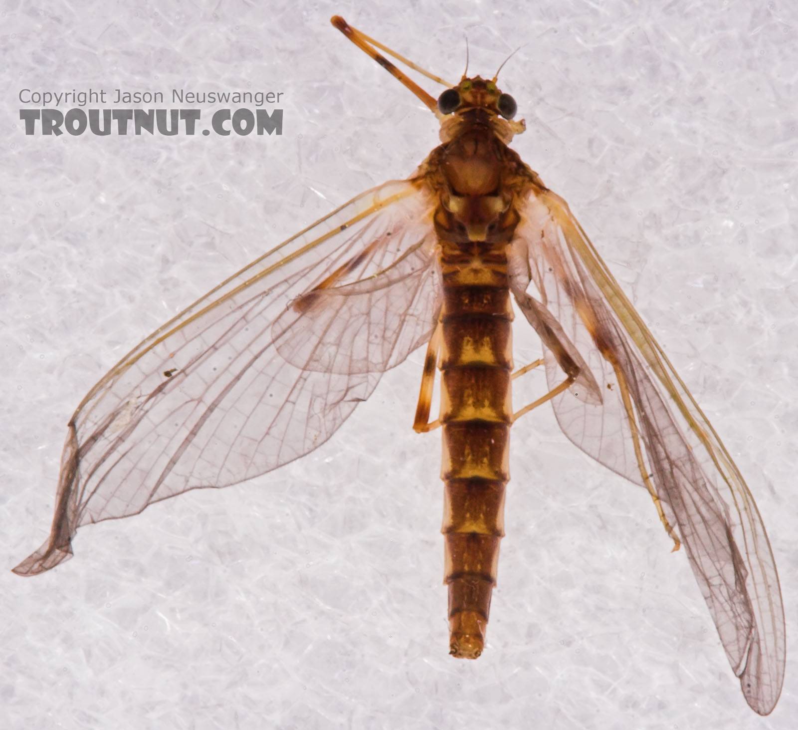 Female Heptageniidae (March Browns, Cahills, Quill Gordons) Mayfly Dun from the Long Lake Branch of the White River in Wisconsin