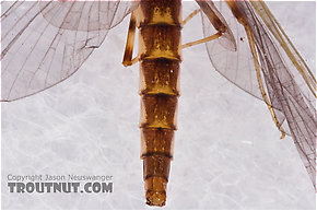 Female Heptageniidae (March Browns, Cahills, Quill Gordons) Mayfly Dun