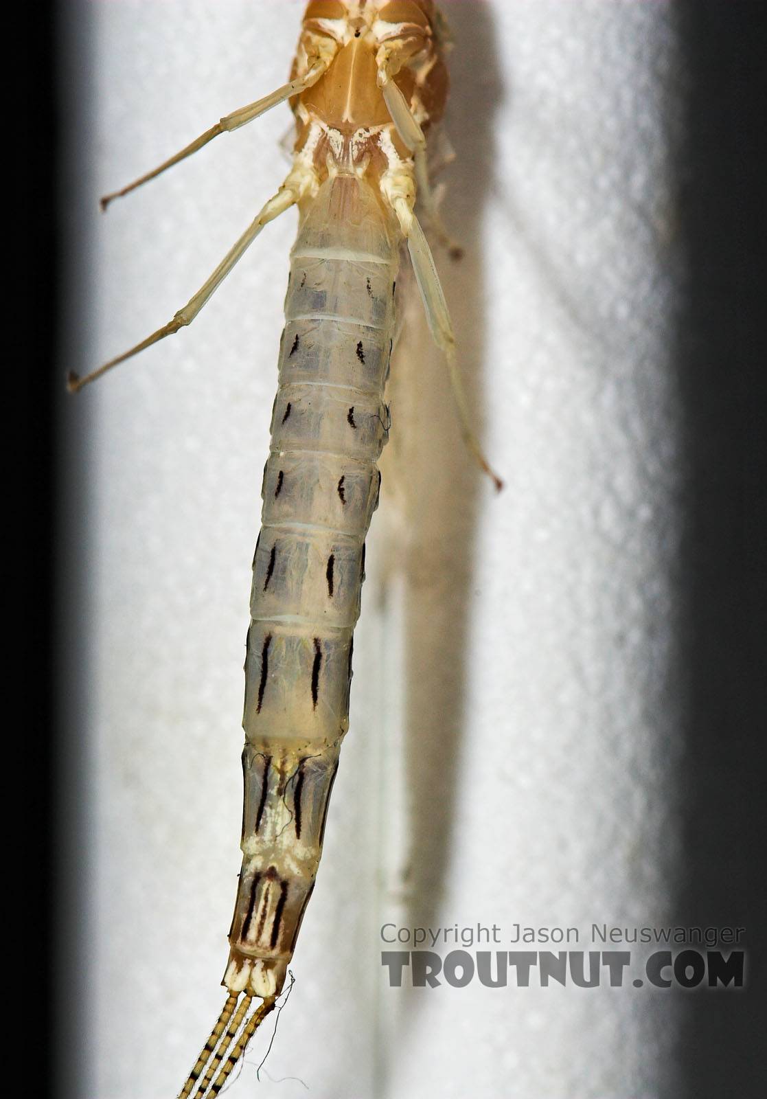 Female Ephemera varia (Yellow Drake) Mayfly Spinner from Cayuta Creek in New York
