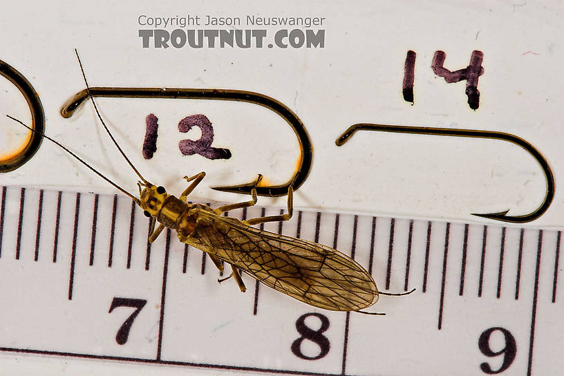Isoperla (Stripetails and Yellow Stones) Stonefly Adult from Cayuta Creek in New York