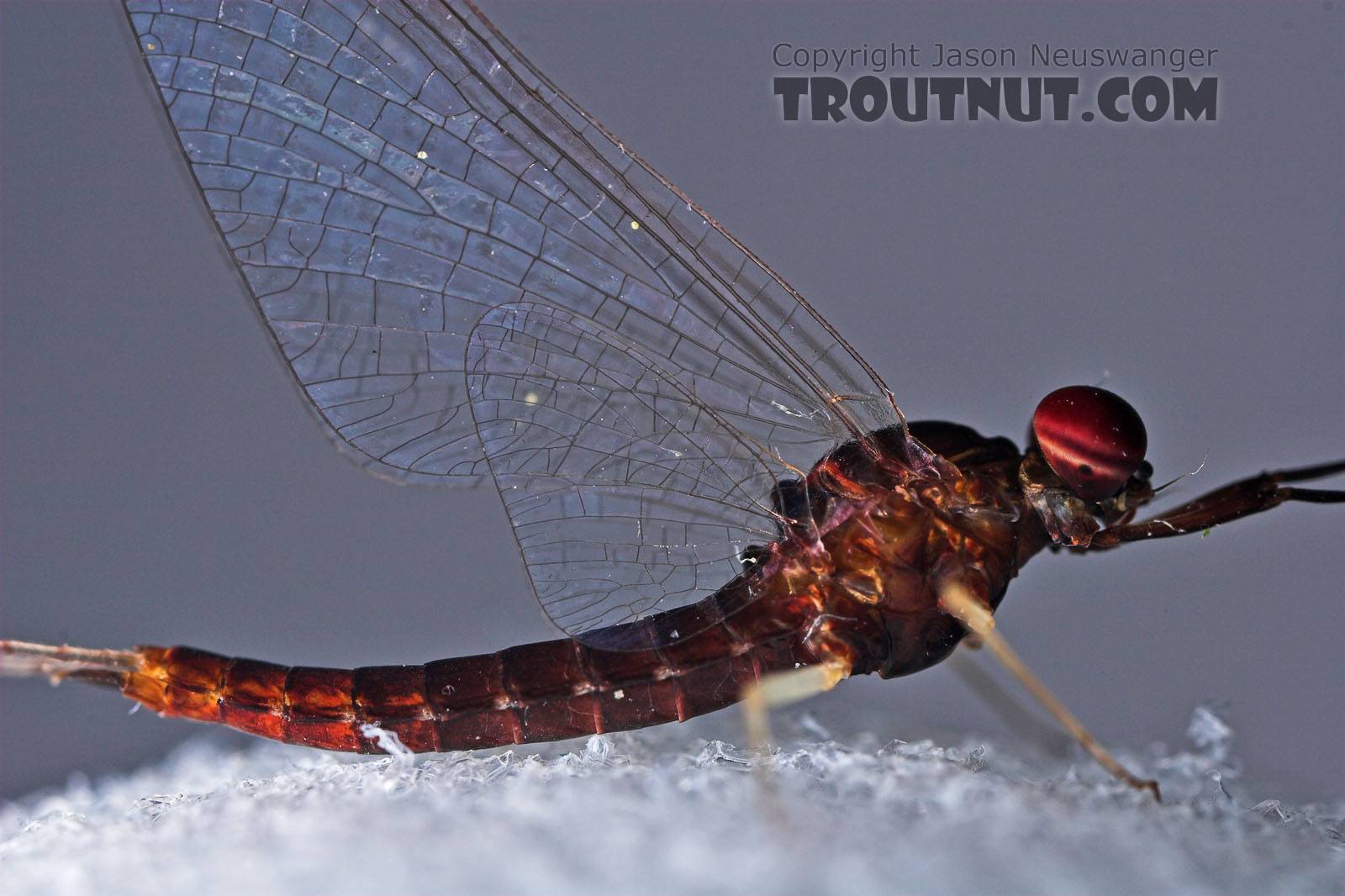 Male Isonychia bicolor (Mahogany Dun) Mayfly Spinner from the West Branch of Owego Creek in New York