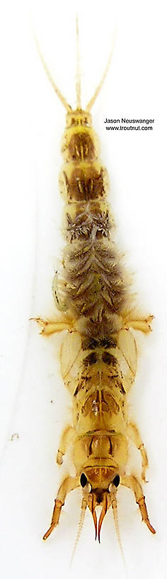 Ephemera simulans (Brown Drake) Mayfly Nymph from unknown in Wisconsin
