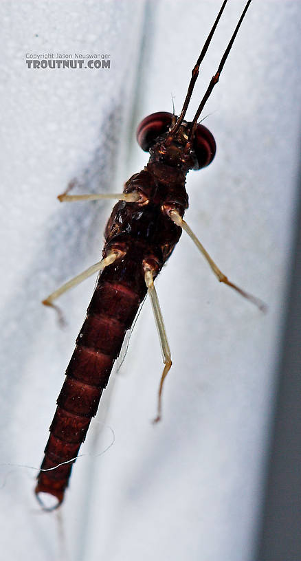 Male Isonychia bicolor (Mahogany Dun) Mayfly Spinner from the West Branch of Owego Creek in New York