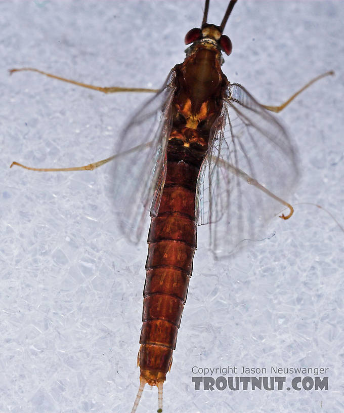 Female Isonychia bicolor (Mahogany Dun) Mayfly Spinner from the West Branch of Owego Creek in New York