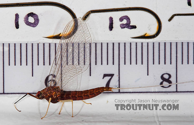 Female Isonychia bicolor (Mahogany Dun) Mayfly Spinner from the West Branch of Owego Creek in New York