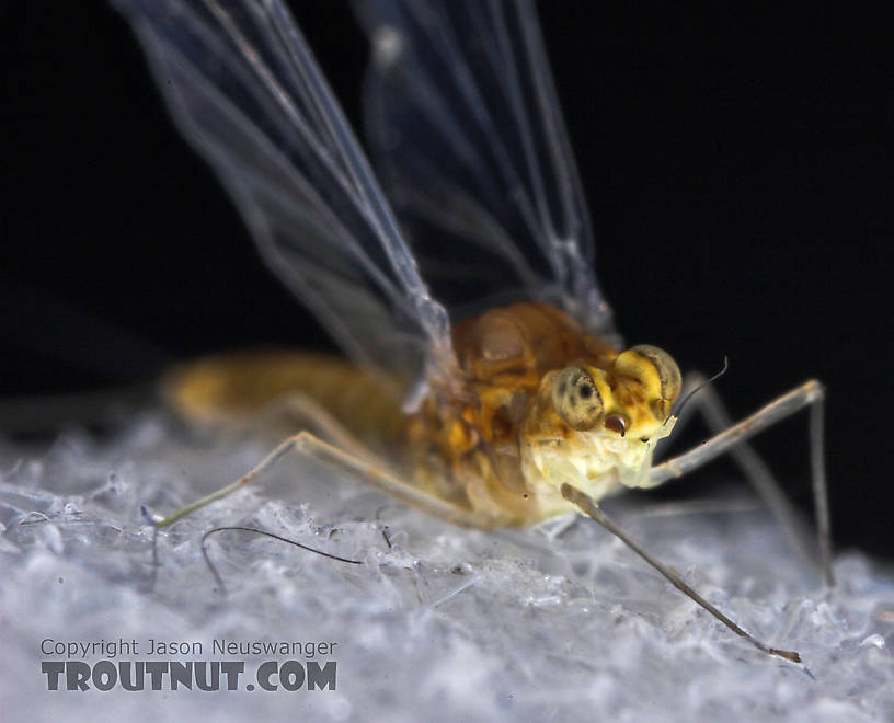 Female Baetidae (Blue-Winged Olives) Mayfly Spinner from the West Branch of Owego Creek in New York