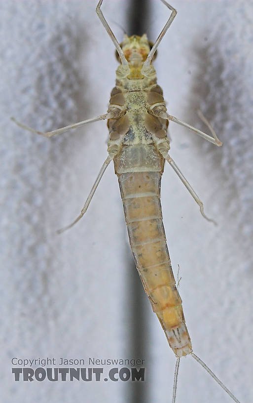 Female Baetidae (Blue-Winged Olives) Mayfly Spinner from the West Branch of Owego Creek in New York